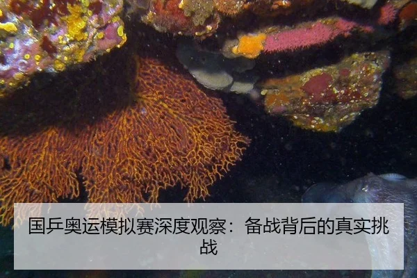 国乒奥运模拟赛深度观察：备战背后的真实挑战